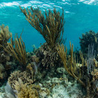Mesoamerican Barrier Reef in Belize
