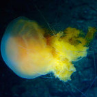 Jellyfish