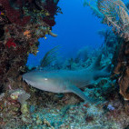 Nurse shark in Belize