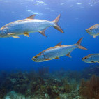 Tarpons in Belize