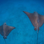 Eagle ray in the Maldives