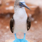 Blue-footed booby in the Galapagos Islands