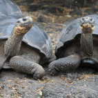 Galapagos giant tortoise in the Galapagos Islands