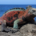 Marine iguana in the Galapagos Islands