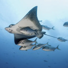 Eagle ray in the Galapagos Islands