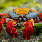 Sally Lightfoot crab in the Galapagos Islands