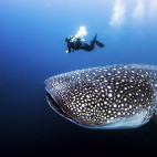 A diver with a whale shark in the Galapagos.