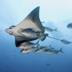An eagle ray and jack fish in the Galapagos.