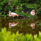 Galapagos flamingos in water in the Galapagos.