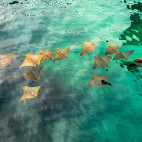 Golden rays off the coast of Santa Cruz island in the Galapagos.