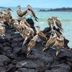 Blue footed boobies on Isabela Island in the Galapagos.