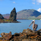 Brown pelican in the Galapagos Islands