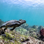 Marine iguana in the Galapagos Islands