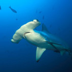Scalloped hammerhead shark in the Galapagos Islands