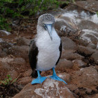 Blue-footed booby in the Galapagos Islands