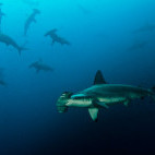 Hammerhead shark in the Galapagos Islands