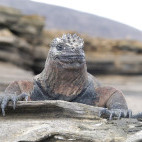 Iguana in the Galapagos Islands