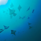 Manta rays in the Galapagos Islands