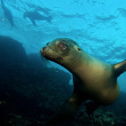 Galapagos sea lion