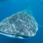 Whale shark in the Galapagos Islands
