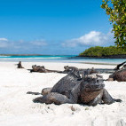 A marine iguana sleeping on a beach in the Galapagos.