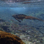 A marine iguana swimming in the Galapagos.