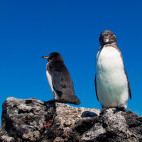 Penguins in the Galapagos.