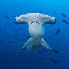 A scalloped hammerhead shark in the Galapagos.