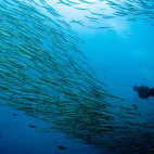 A diver with a school of fish in the Galapagos.