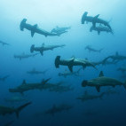 A school of hammerhead sharks in the Galapagos.