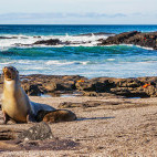 A sea lion and pup on a beach in the Galapagos.