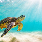 A sea turtle in the Galapagos.