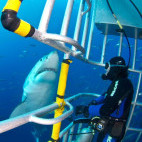 Great white shark in Isla Guadalupe, Mexico.