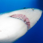 Great white shark in Isla Guadalupe, Mexico.