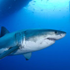 Great white shark in Isla Guadalupe, Mexico.