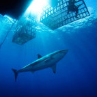 Great white shark in Isla Guadalupe, Mexico.