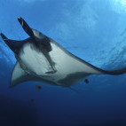 Manta ray in Mexico.