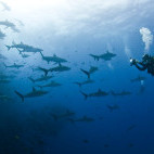 Silky sharks in Mexico.