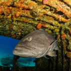 Grouper in the Sea of Cortez, Mexico