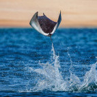 Mobula ray in the Sea of Cortez, Mexico