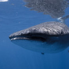 Whale shark in the Sea of Cortez, Mexico