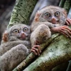 Spectral tarsiers in Tangkoko Nature Reserve, Indonesia.
