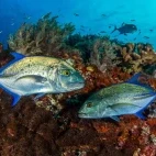 A bluefin trevally in Indonesia.