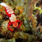 A vivid shrimp on a sea cucumber in Indonesia.