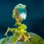 View of a halimeda crab.