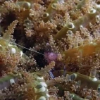 Anemone shrimp amongst soft coral in Indonesia.