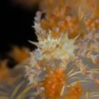 Image of a candy crab whilst diving in Alor Tanapi.