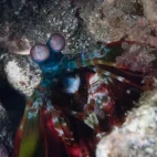 Mantis shrimp emerging from the coral.