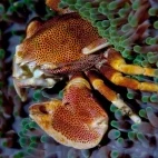 Halimeda crab in a barrel anemone.