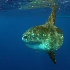 Mola mola gliding through the water in Alor Tanapi, Indonesia.